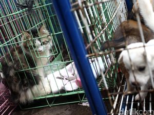 Ini yang Perlu Dilakukan Ketika Digigit Anjing yang diduga Rabies