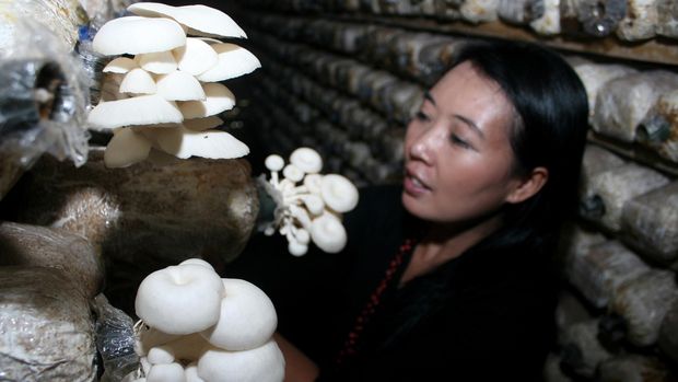 Pekerja memeriksa pertumbuhan Jamur Tiram (Pleurotus ostreatus) di tempat perkembang biakan jamur di Sidoarjo, Jawa Timur, Jum'at (10/4). Usaha budidaya tersebut menjadi salah satu peluang bisnis yang menjanjikan karena teknologi budidayanya mudah dipelajari dan permintaan pasar yang terus meningkat, dan harga jamur tersebut berkisar Rp15 ribu perkilo.   ANTARA FOTO/Umarul Faruq/Zk/Koz/pd/15.