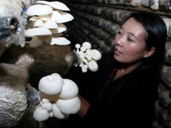 Begini Cara Kerja Beta Glukan Jamur Tiram Lawan Kanker Payudara