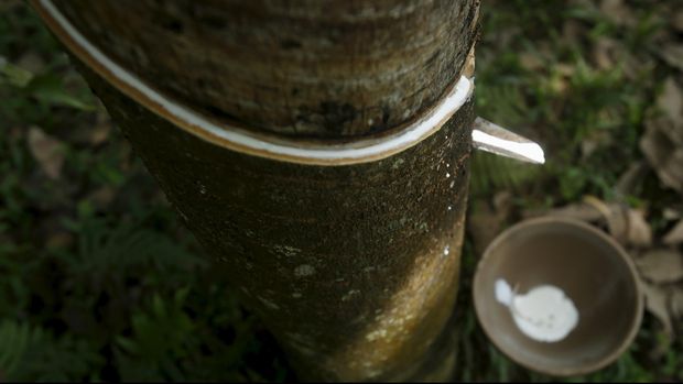 Spesies Tanaman dan Hewan Langka Penghuni Hutan Amazon