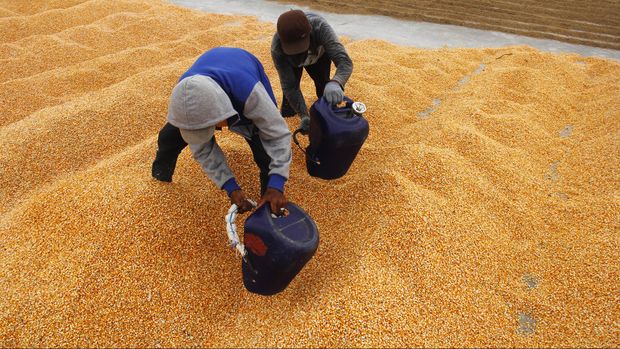 Impor Jagung 100 Ribu Ton Cuma Jawab Kebutuhan Sebulan