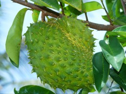 Sering Dianggap Obat Kanker, Konsumsi Daun Sirsak Bisa Bikin Keracunan