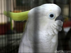 Kakatua Jambul Kuning Ditemukan Jadi Mumi di Rumah Warga Mojokerto