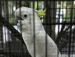 Polisi Hutan dan Warga Lokal Jadi Garda Terdepan Jaga Kelestarian Alam