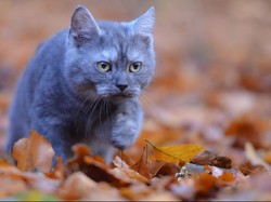 Mengapa Kucing Rumahan Jarang Mengeong? Ini Penjelasan Ilmiahnya