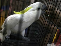 Begini Cara Pemerintah Awasi Kelestarian Jambul Kuning di Habitatnya