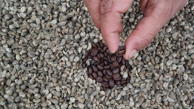 5 Perbedaan Arabika dan Robusta, Pencinta Kopi Harus Tahu Nih