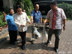 BKSDA dan Polda Aceh Sita 5 Ekor Satwa Dilindungi dari Rumah Warga