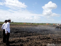Lestarinya Merauke dan Kabar Target Jokowi Soal Sawah 1,2 Juta Ha