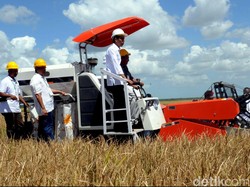 Begini Wajah Merauke yang Bakal Dijadikan Lumbung Pangan Nasional