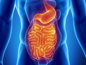 4 Organ Penting Sistem Ekskresi Manusia dan Gangguan yang Bisa Dialami 4 Organ Penting Sistem Ekskresi Manusia dan Gangguan yang Bisa Dialami