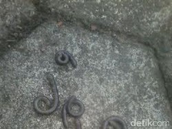 Harap Tenang! Cacing di Bantul Bukan Tanda akan Gempa