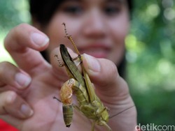 Selain Bergizi, Konsumsi Serangga Juga Ramah Lingkungan