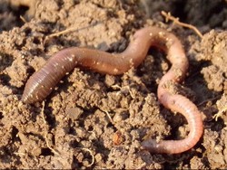 Nama Organ Gerak Cacing Lengkap dengan Penjelasannya