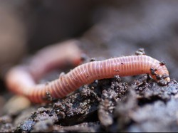 Makan Sembarangan, Awas Kemasukan Cacing-cacing Ini
