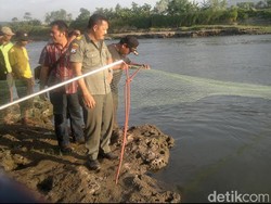 Tim BKSDA Tebar Jaring akan Evakuasi Buaya di Kali Porong