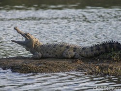 Evakuasi Buaya dari Kali Porong Ditentang, BKSDA: Jenis Muara Pemangsa Manusia
