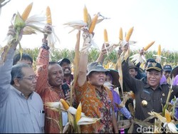 Panen Jagung Jadi Ajang Curhat Petani di Lamongan