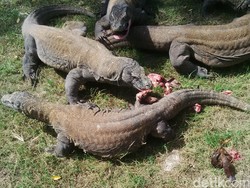 Menu Makan Komodo di KBS adalah Kambing dan Mencit, Kapan?