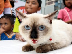 Manfaat Punya Hewan Peliharaan untuk si Kecil