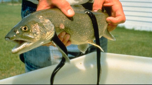 Ilustrasi. Belut lamprey yang menjadi parasit pada tubuh ikan trout. (Dok. common.wikimedia.org)