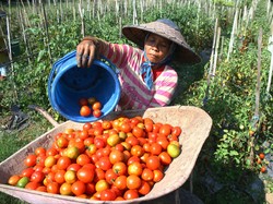 Menkes: Indonesia Subur, Tidak Seharusnya Kurang Gizi