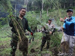 Patroli di Pegunungan Gayo Lues, BNN Temukan 40 Hektar Ladang Ganja