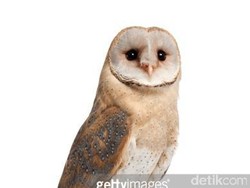 Teliti Burung Hantu Penjaga Hasil Panen, Pelajar ini Menang Lomba di LIPI