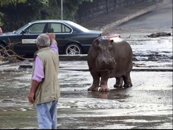 Banjir di Georgia, Kuda Nil, Harimau dan Serigala Kabur ke Jalan
