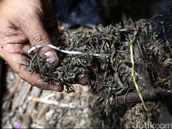 Kabur, Mahasiswa Pengedar Ganja di Depok Tertangkap setelah Terjebak Macet