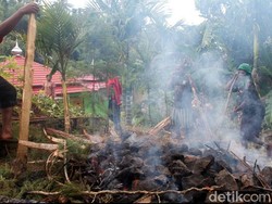 Mengenal Tradisi Bakar Batu dari Suku Dani, Ritual Unik di Papua