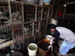 H-1 Ramadhan, Harga Ayam Kampung di Kendari Melonjak 100%