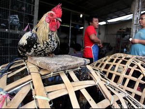 Apa Doa Saat Menyembelih Ayam?