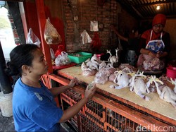 Polda Metro Selidiki Kelangkaan dan Kenaikan Harga Ayam di Pasaran