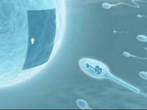 Hai Pria, Ingat 5 Hal Ini Kalau Mau Punya Sperma yang Lebih Aktif