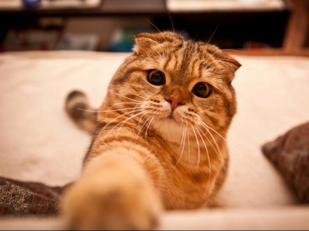 Luka Dijilat Kucing Peliharaan, Wanita Ini Infeksi Lalu Meninggal Luka Dijilat Kucing Peliharaan, Wanita Ini Infeksi Lalu Meninggal