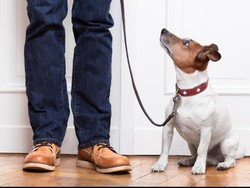 Tak Diperhatikan Istri, Pria Ini Nekat Bercinta dengan Anjing