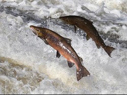Ratusan Salmon Hijrah Jauh ke Arktik, Ilmuwan Ungkap Penyebabnya