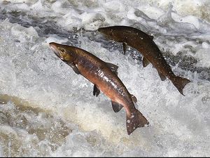 Ratusan Salmon Hijrah Jauh ke Arktik, Ilmuwan Ungkap Penyebabnya Ratusan Salmon Hijrah Jauh ke Arktik, Ilmuwan Ungkap Penyebabnya