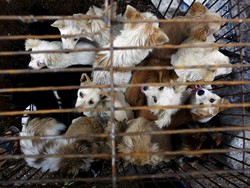 Ini Alasan Warga Yulin China Ngotot  Siksa dan Makan Daging Anjing