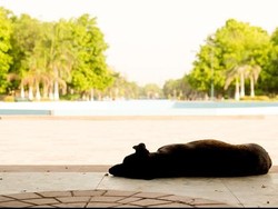 Bahaya Gelombang Panas, 120 orang di Pakistan Meninggal Kena Heatstroke