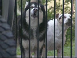 Tak Diawasi, Bayi 7 Hari di Australia Luka Parah Digigit Anjing Peliharaan