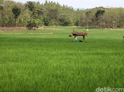 42 Persen Lahan Sawah di Jabar Sudah Terapkan Teknik Tanam Legowo