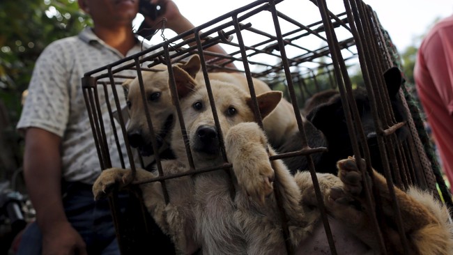 Bupati Karanganyar Akan Tutup Semua Warung Makan Daging Anjing Bupati Karanganyar Akan Tutup Semua Warung Makan Daging Anjing