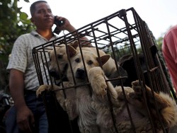 Festival Daging Anjing Mulai Kehilangan Pamor di Publik China