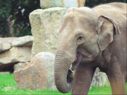 Gajah Fisiknya Besar tapi Benarkah Takut dengan Tikus?