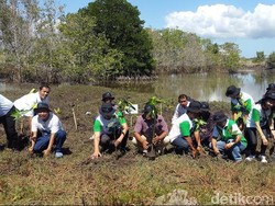 Dua Ribu Bibit Mangrove Ditanam di Pantai Wringin Putih