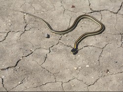 Pria Ini Digigit Ular Berbisa yang Iseng Ia Ambil Untuk Selfie