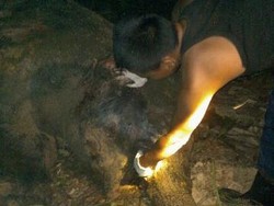 Gajah Liar yang Mati di Bengkalis Diduga karena Diracun