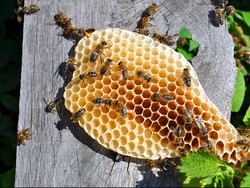 Disengat Hampir 100 Lebah, Pekerja Tambang Australia Dilarikan ke RS